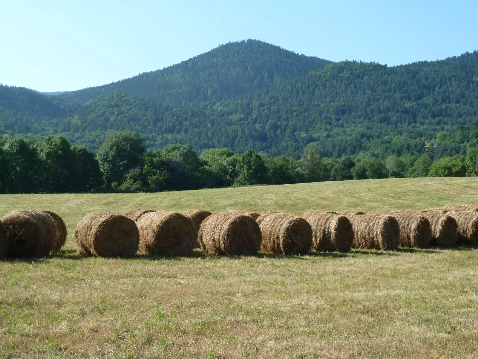 Bottes de foin dans un pré au Bousquet, montagne en arrière-plan