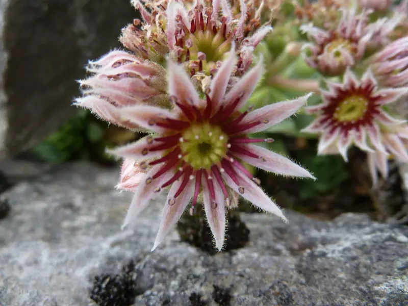 Fleur de joubarbe sur un mur en pierre au Bousquet