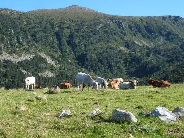 Vaches et chevaux à l'estive à Madres